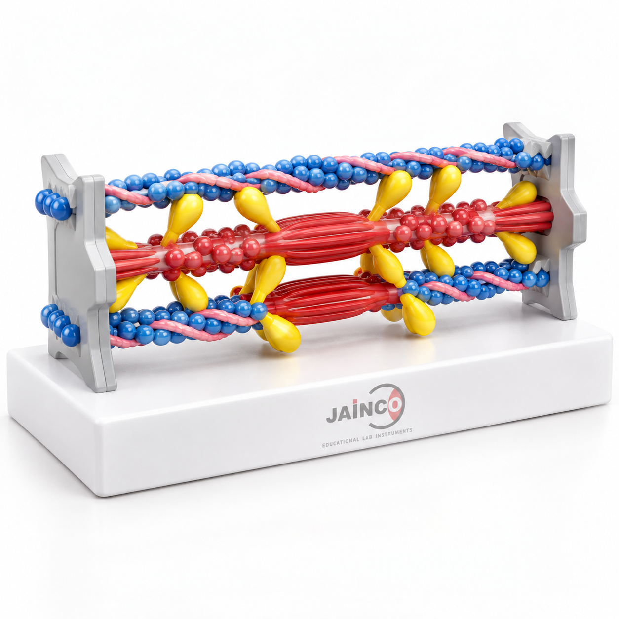 Mechanism of Muscle Contraction Model